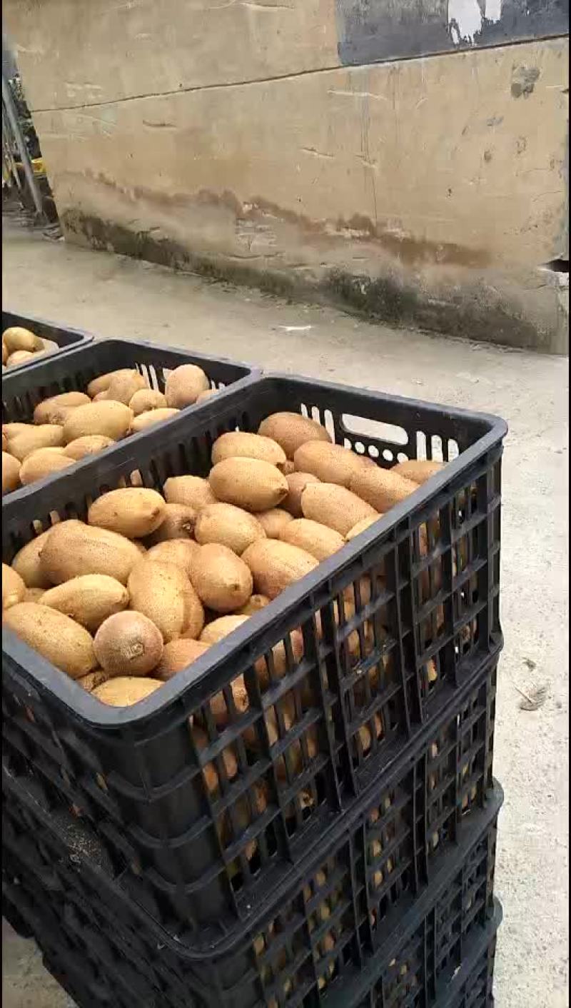 米良一号猕猴桃