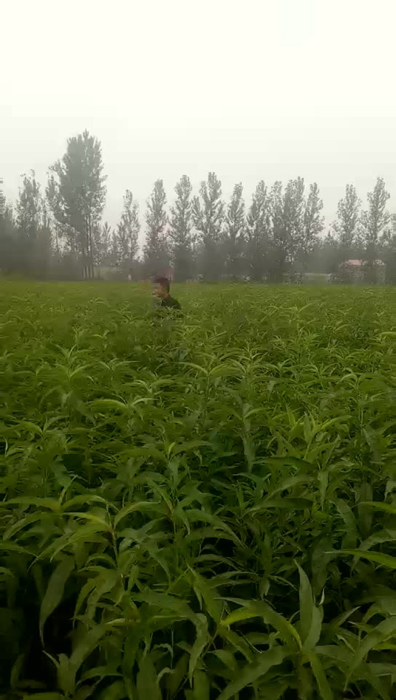 现有桃苗80万棵，品种多多，保质保。，