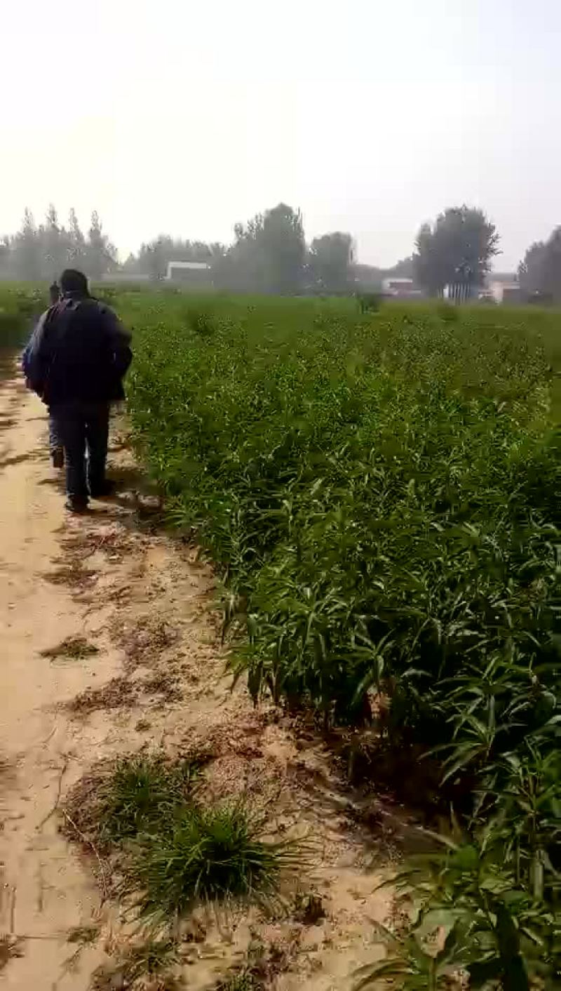 现有桃苗80万棵，品种多多，保质保。，