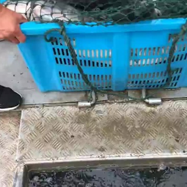 10-15/15-20/20-30青鱼