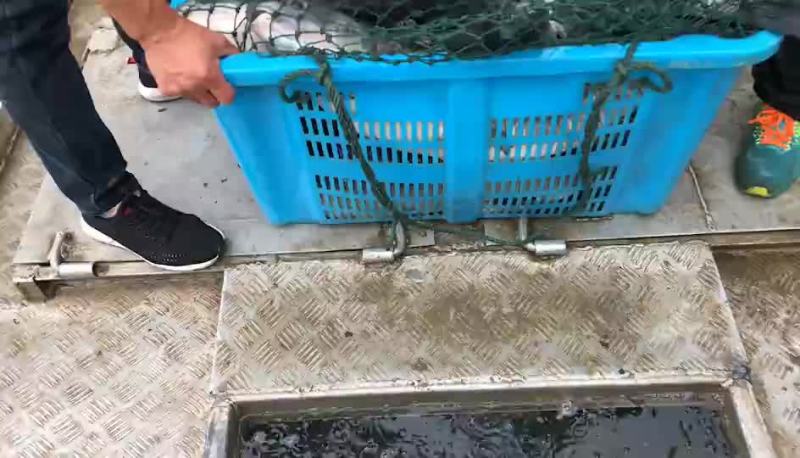 10-15/15-20/20-30青鱼