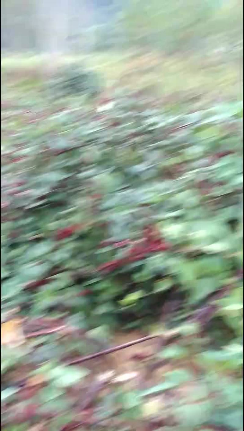 红头k