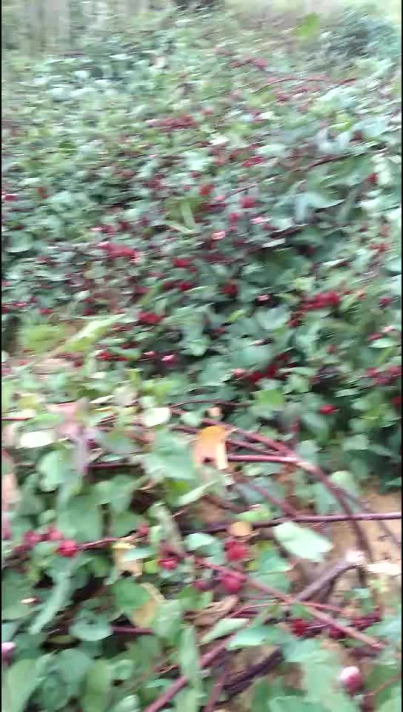 红头k