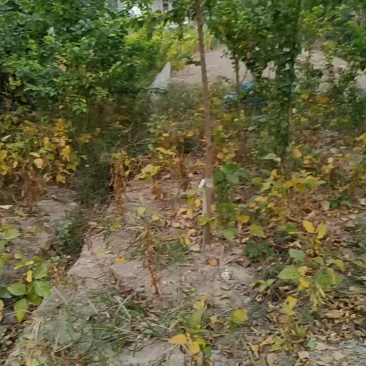 素有南通红木之称的柞榛树