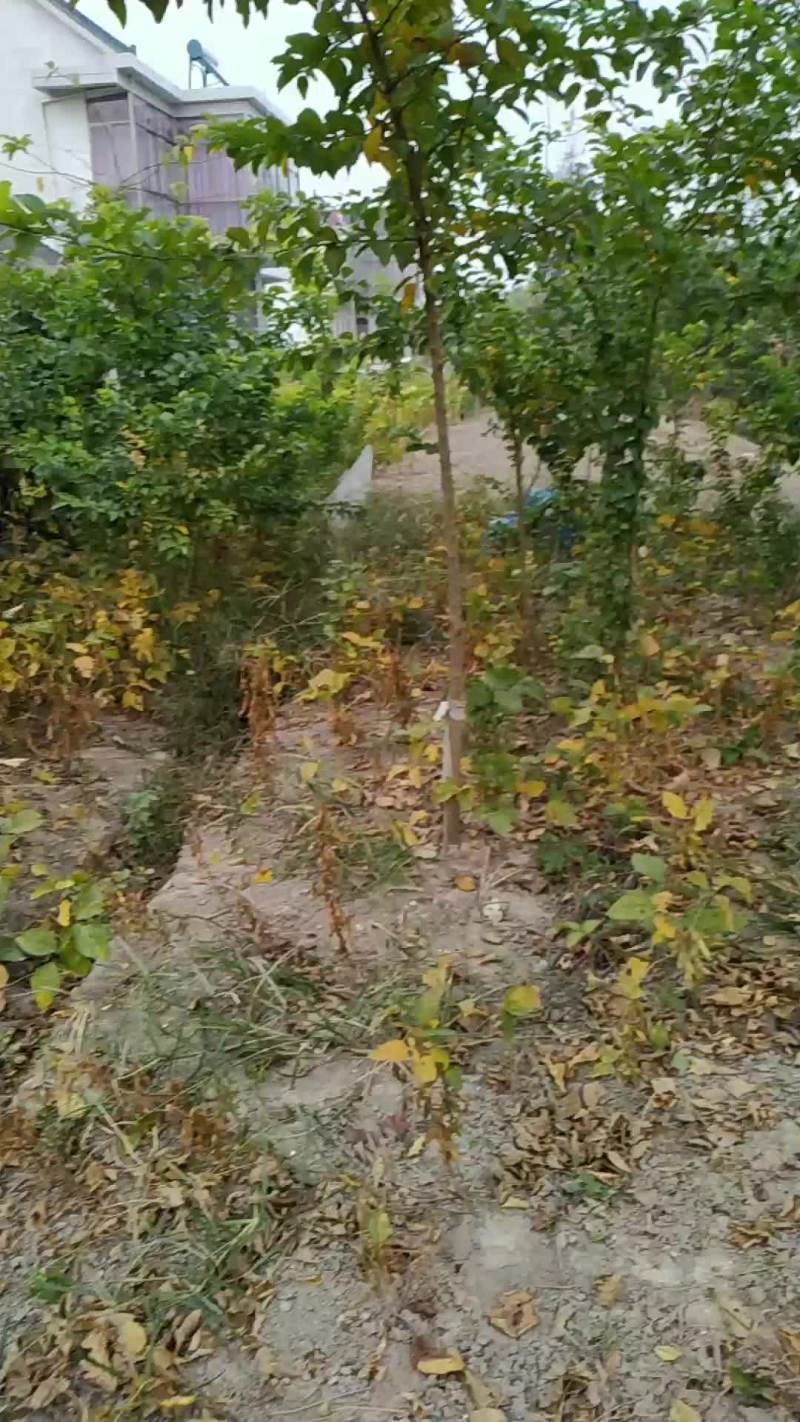 素有南通红木之称的柞榛树