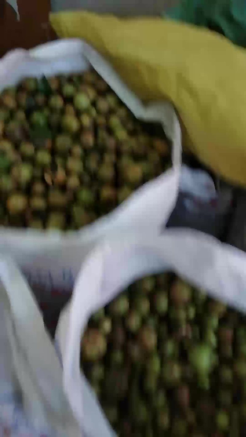 茶籽苞