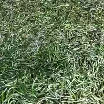 艳青便宜了