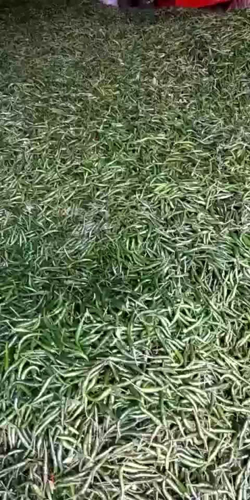 艳青便宜了