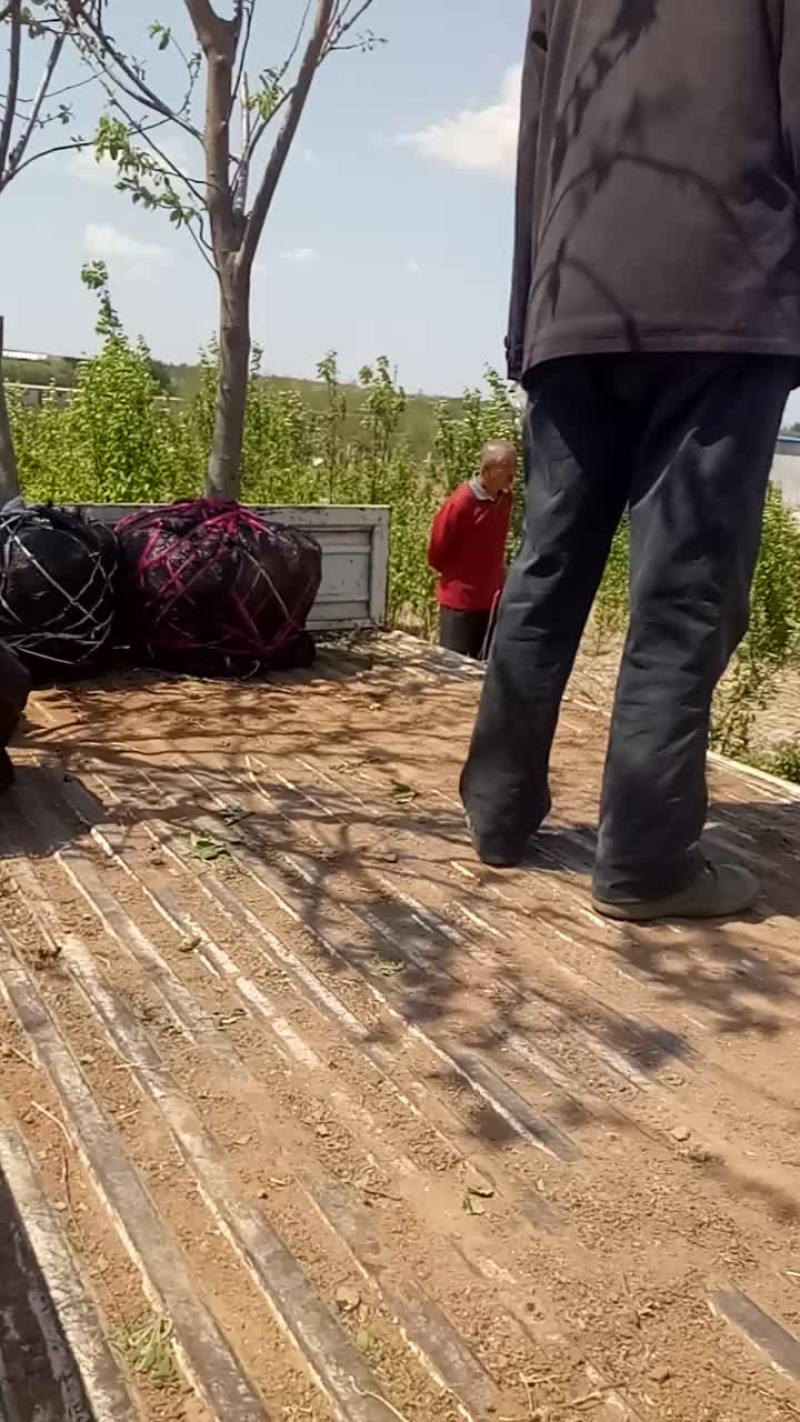 三到五公分苹果树