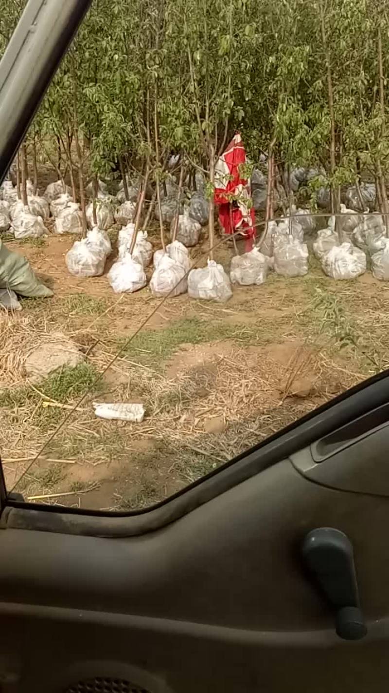 三到五公分苹果树
