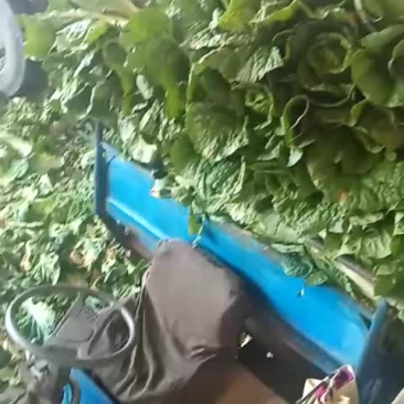 白菜。甘蓝