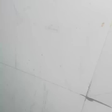 红豆杉地茎高2米高