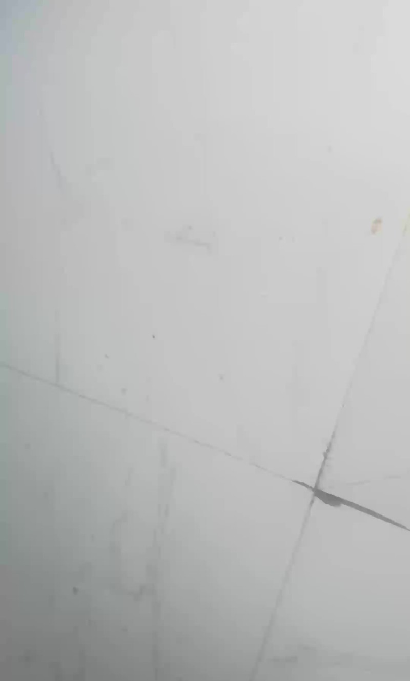 红豆杉地茎高2米高