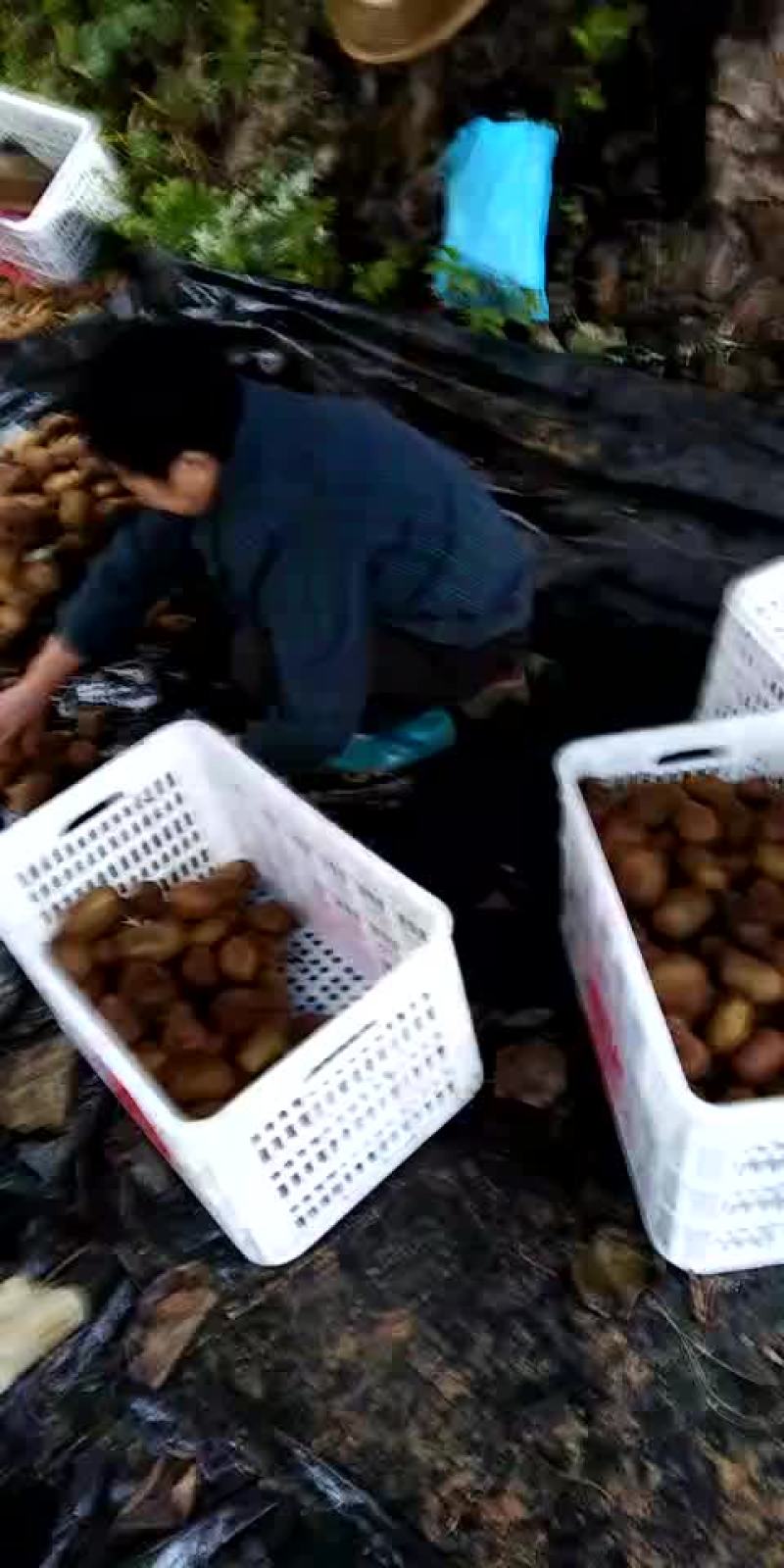 绿心猕猴桃