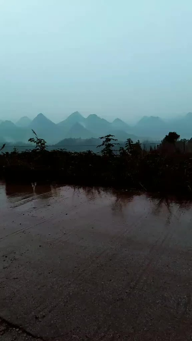 绿心猕猴桃