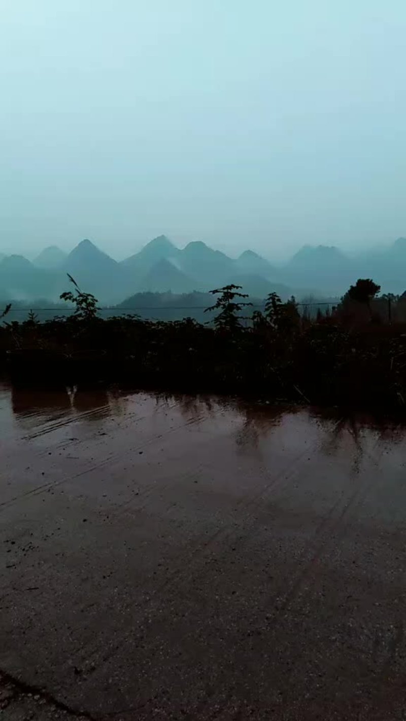 绿心猕猴桃