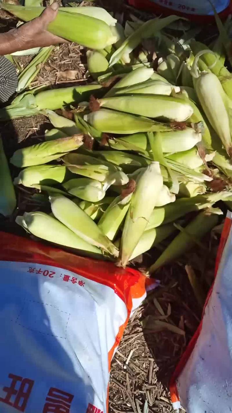 黏玉米