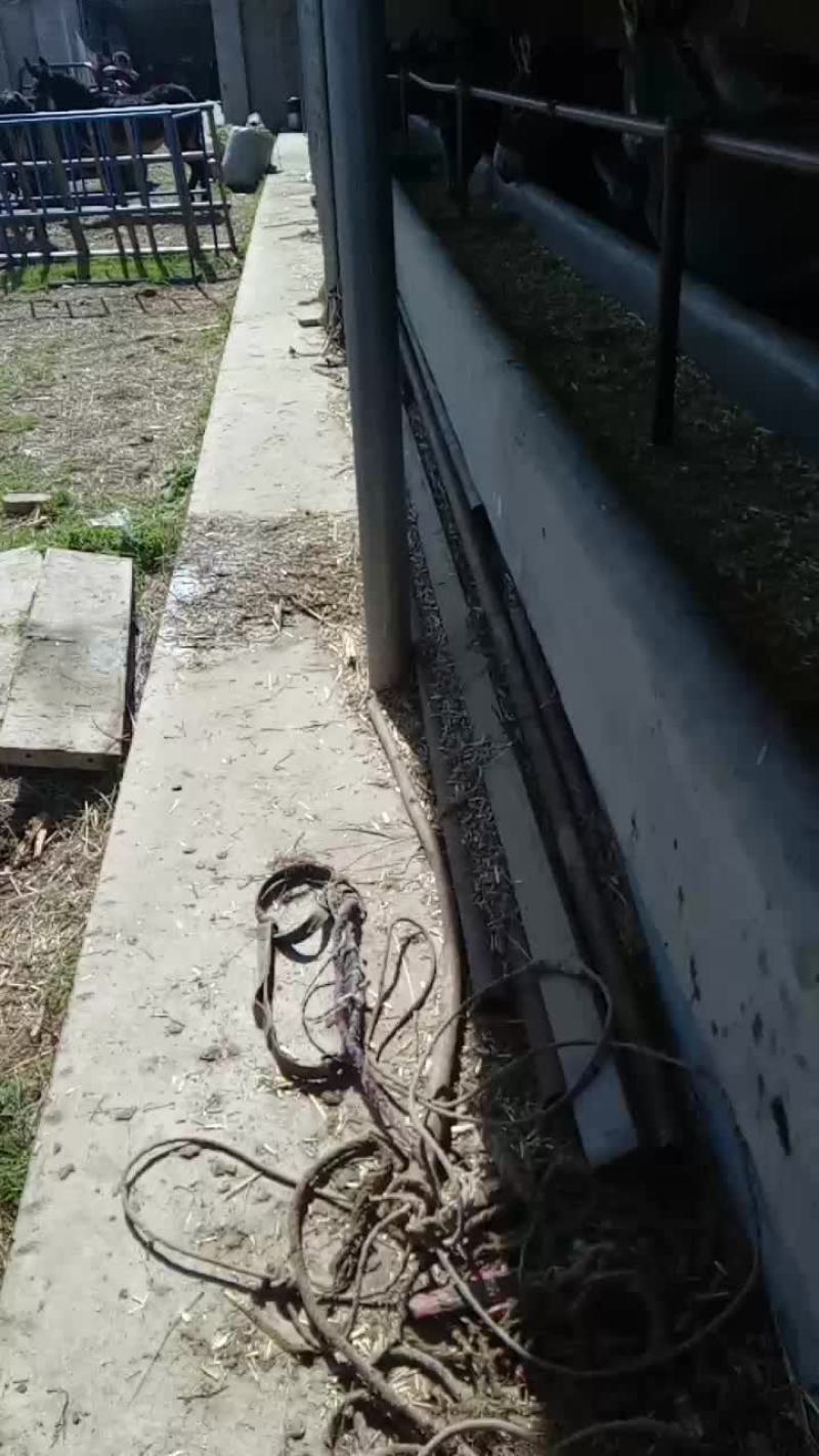毛驴