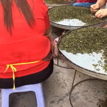 新茶铁观音