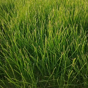 孛蹄，又名马蹄