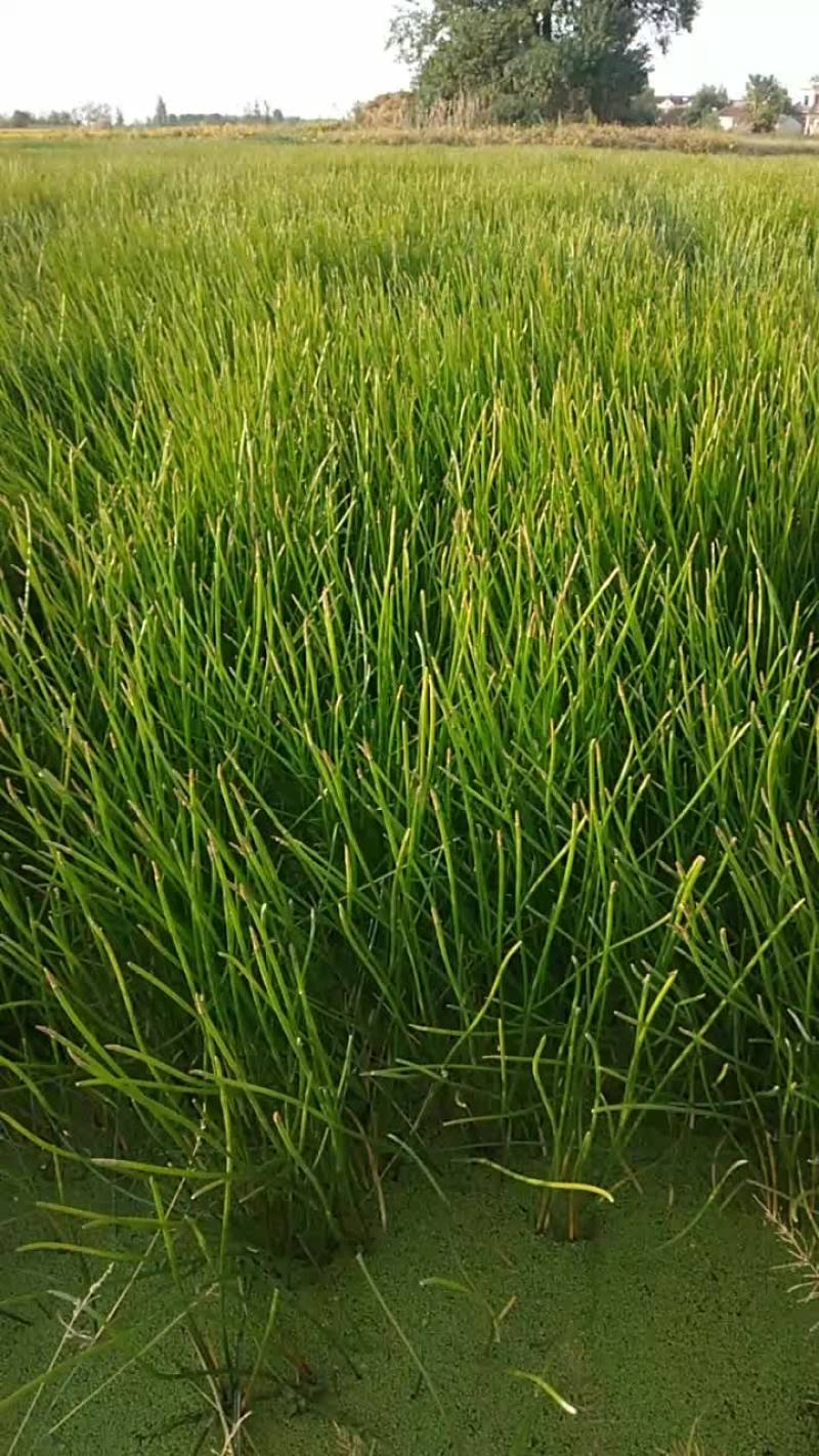 孛蹄，又名马蹄