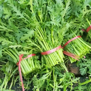 出售茼蒿
