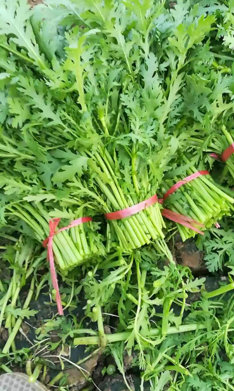 出售茼蒿