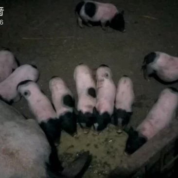 巴马香猪种猪