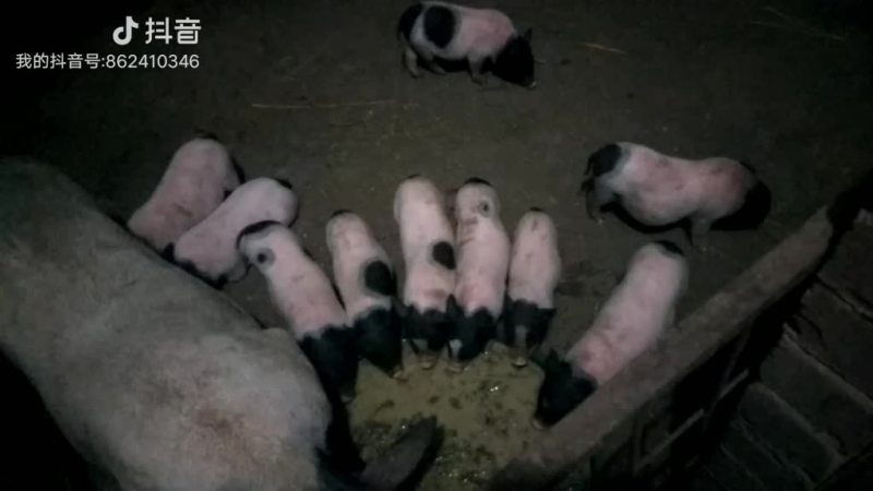 巴马香猪种猪