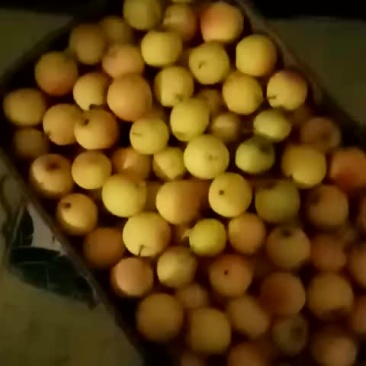 鞍山南果梨