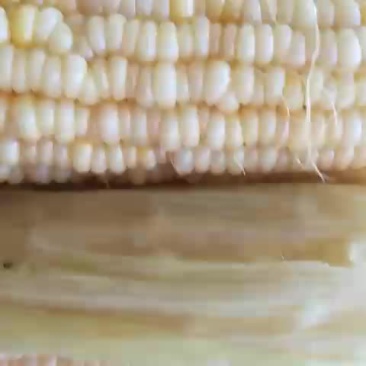 玉米