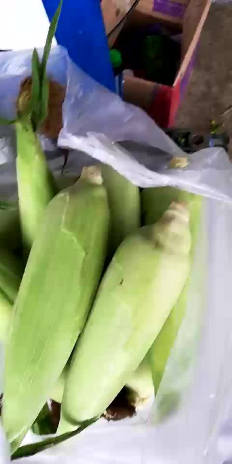 玉米