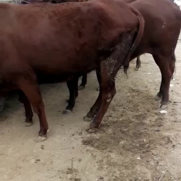 肉牛