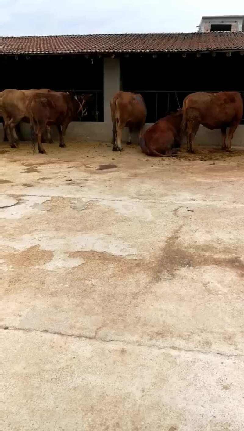 肉牛
