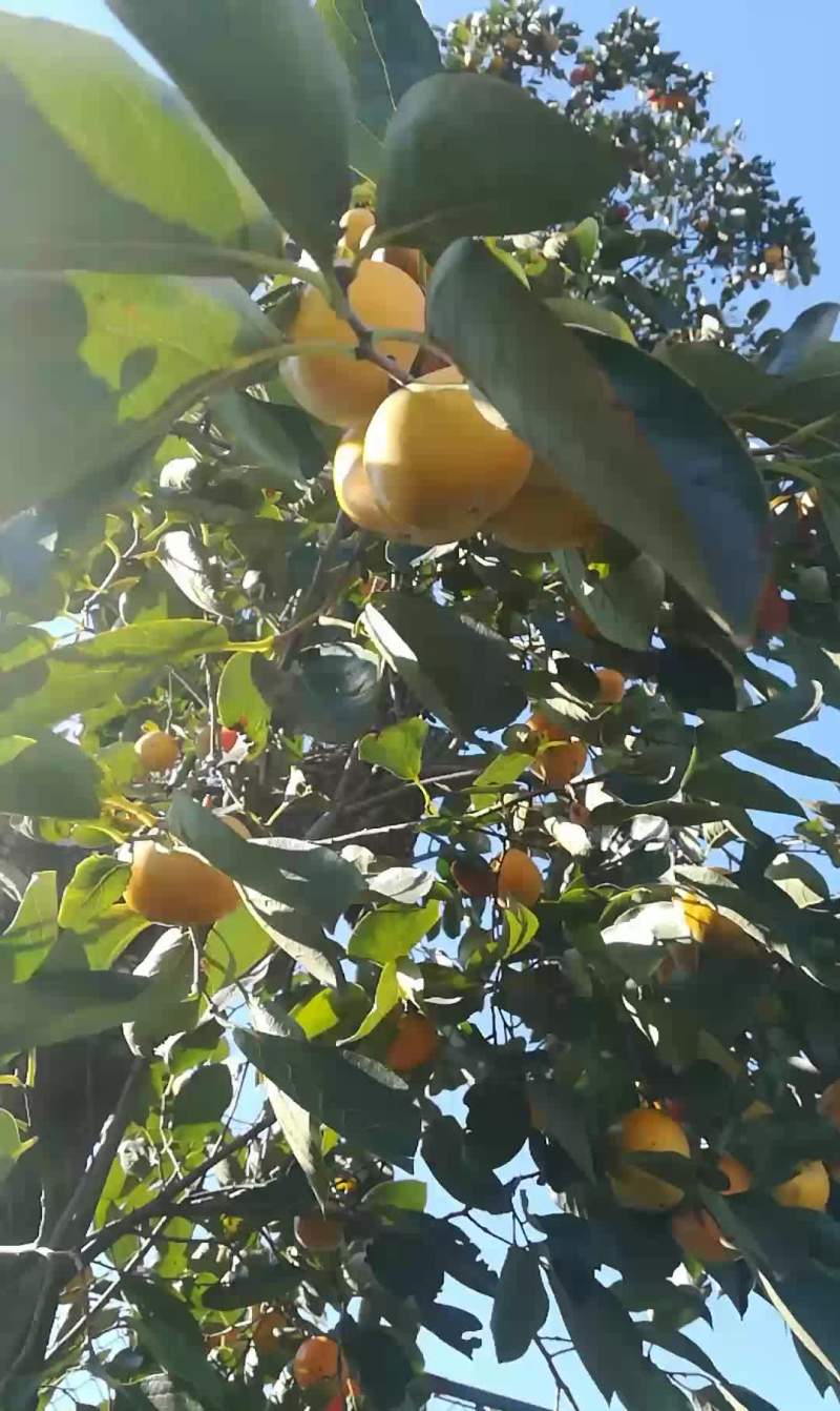 牛心柿子