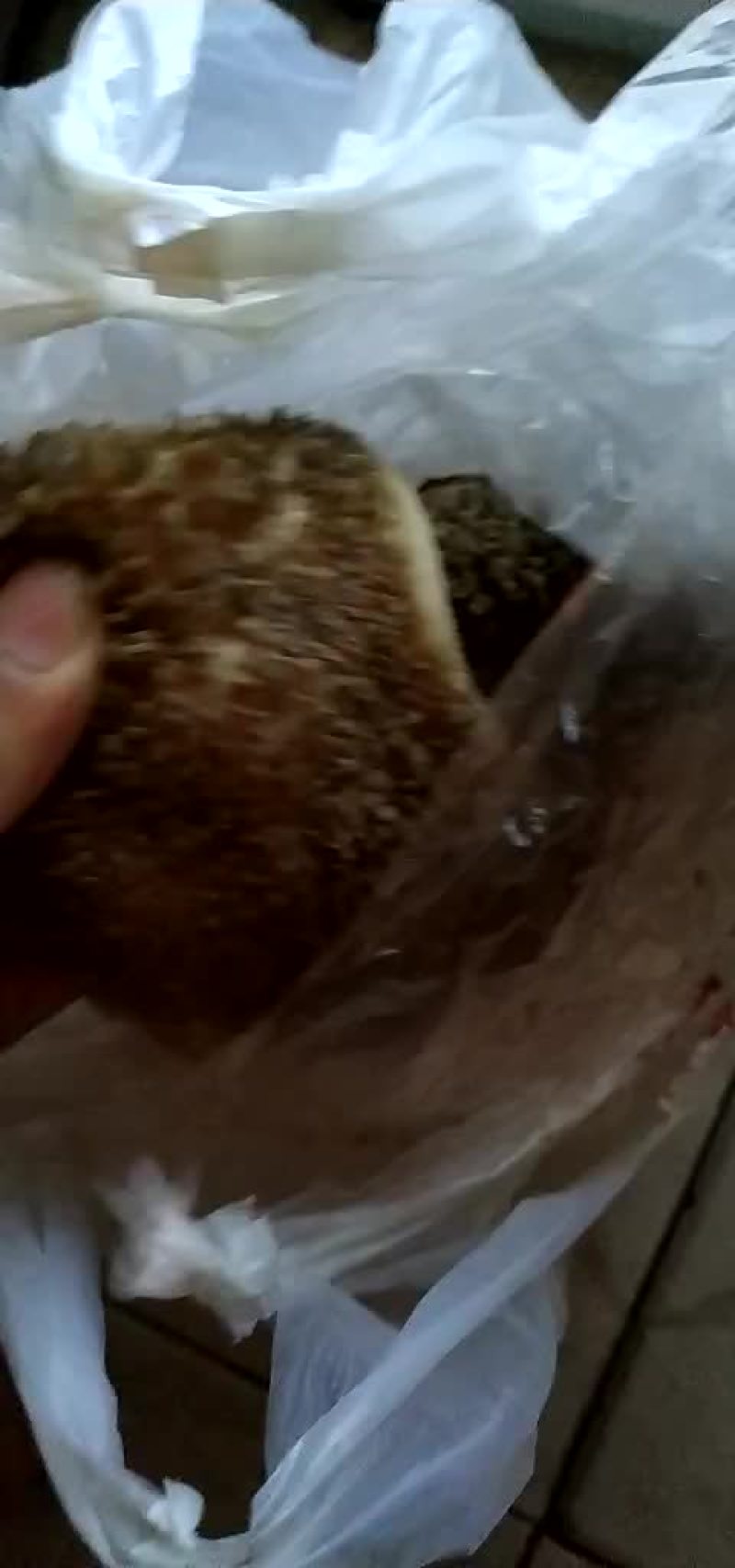 羊