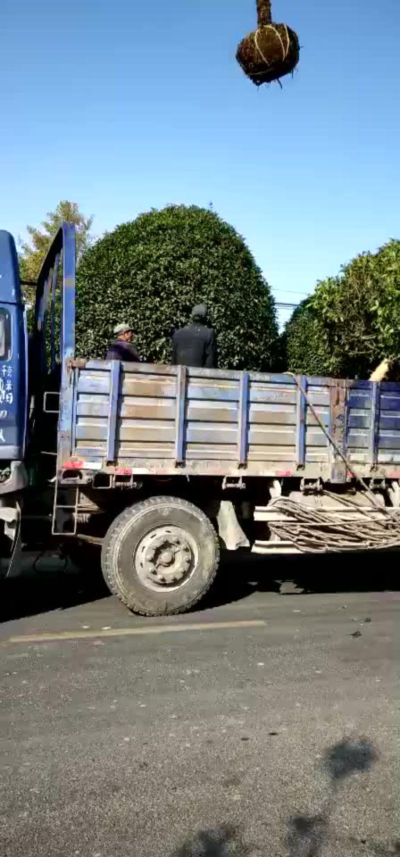 大桂花树，好树型，造型优美，要的价格可以详谈