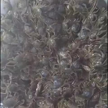 盘锦蟹苗以大量上市有需要的朋友请联系