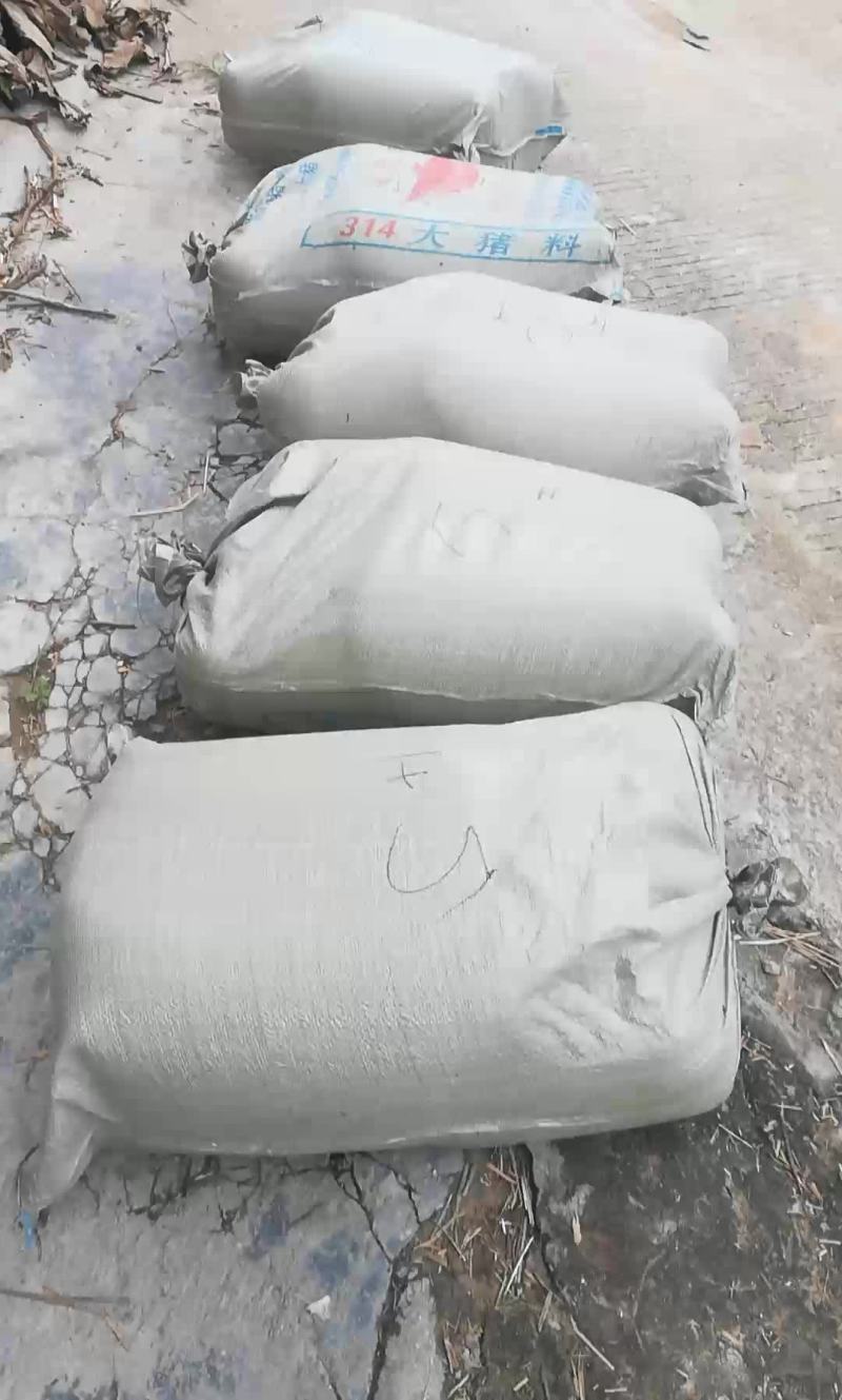 生魚苗