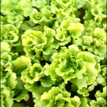 生菜