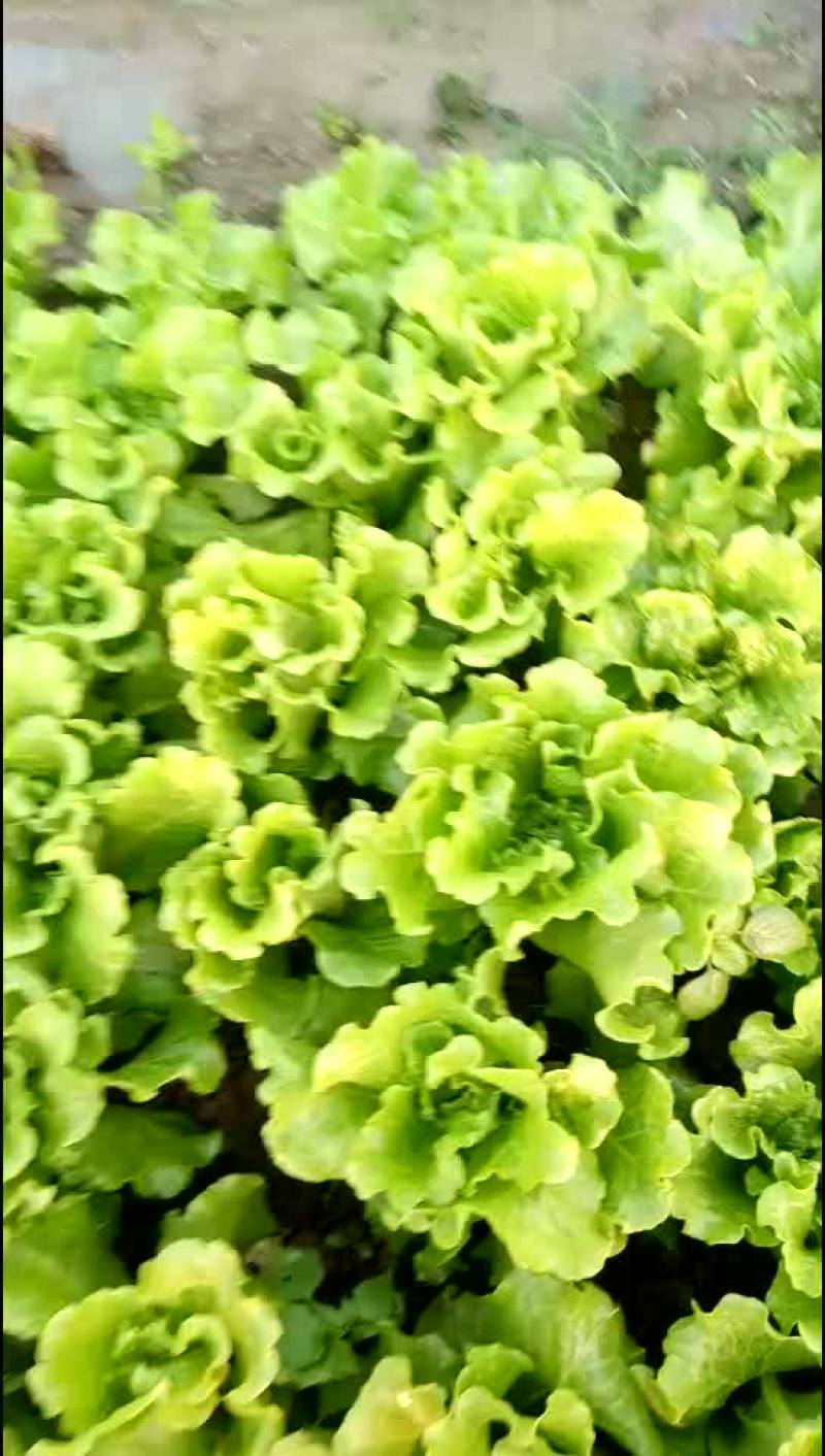 生菜