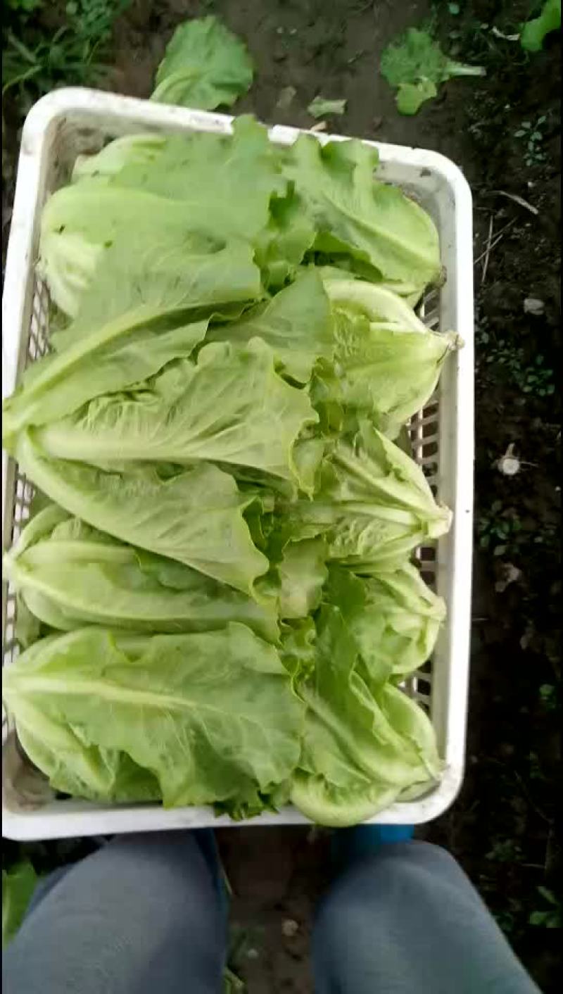 生菜