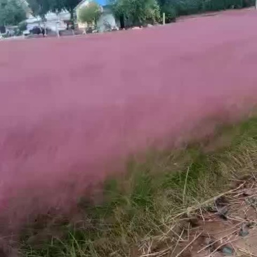 粉黛乱子草