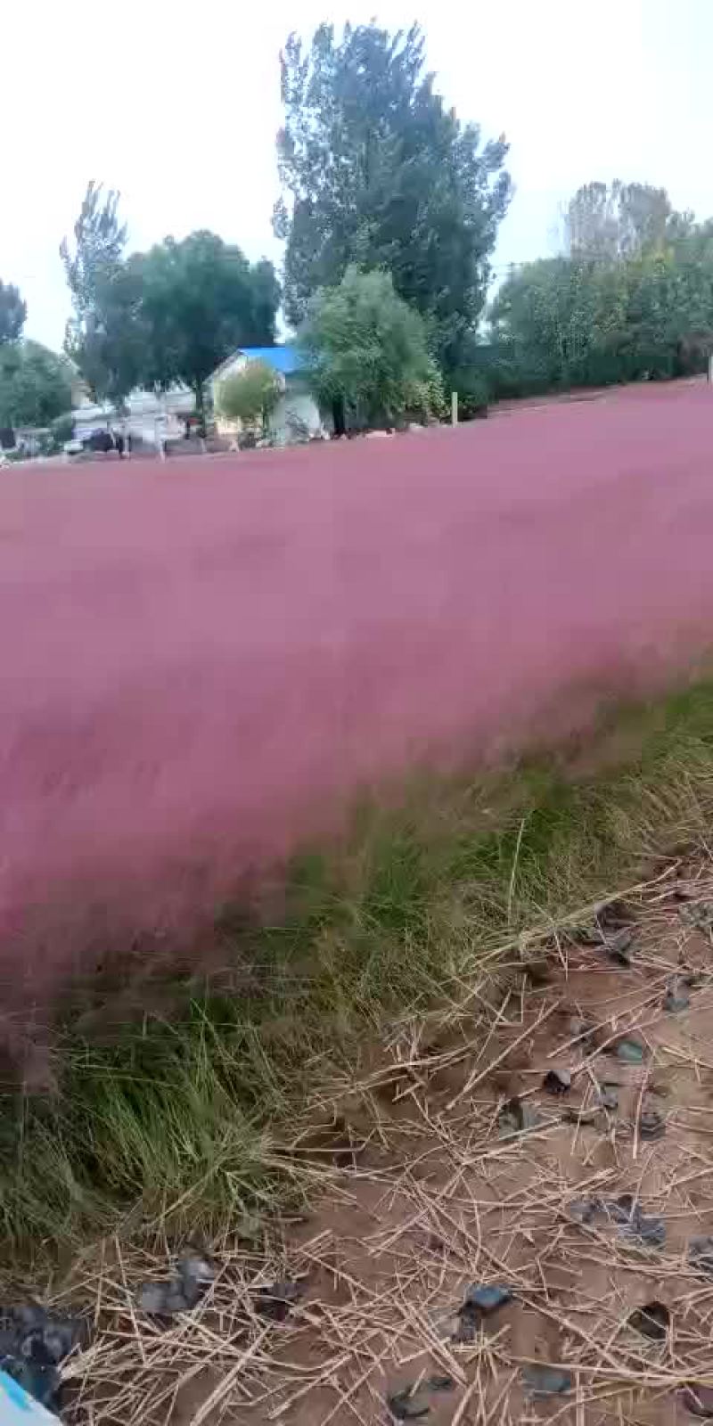 粉黛乱子草