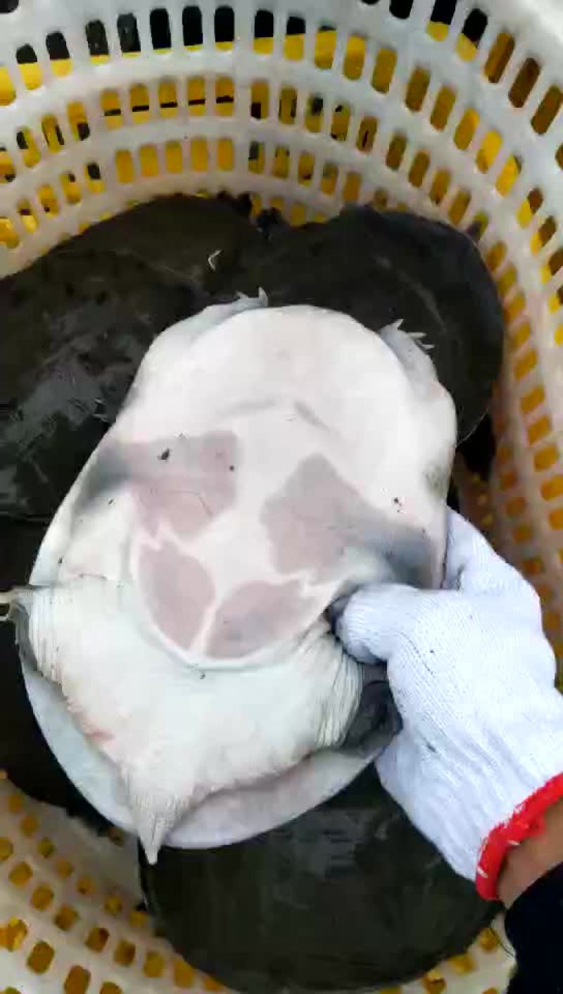 生态甲鱼