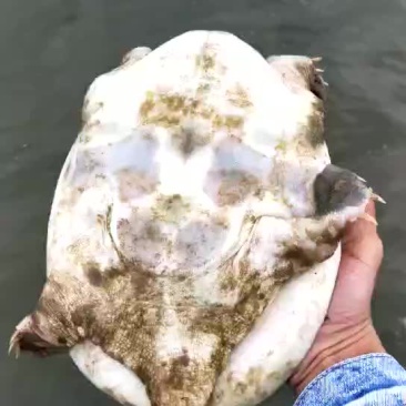 生态甲鱼