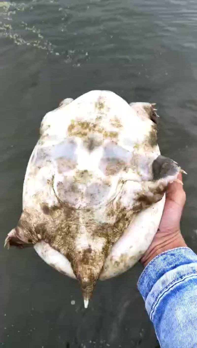 生态甲鱼