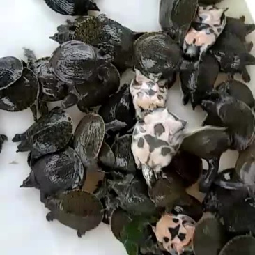 黄沙苗