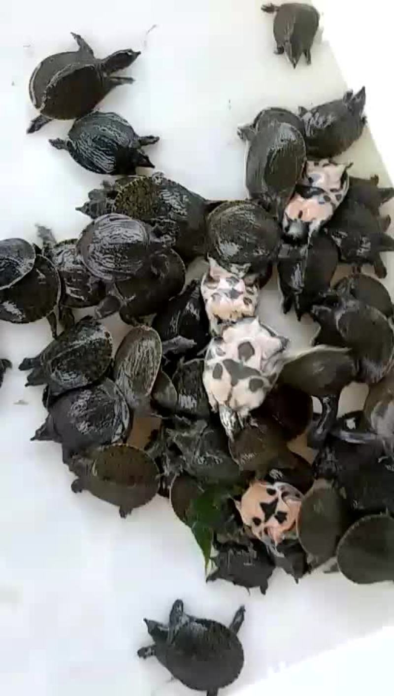 黄沙苗