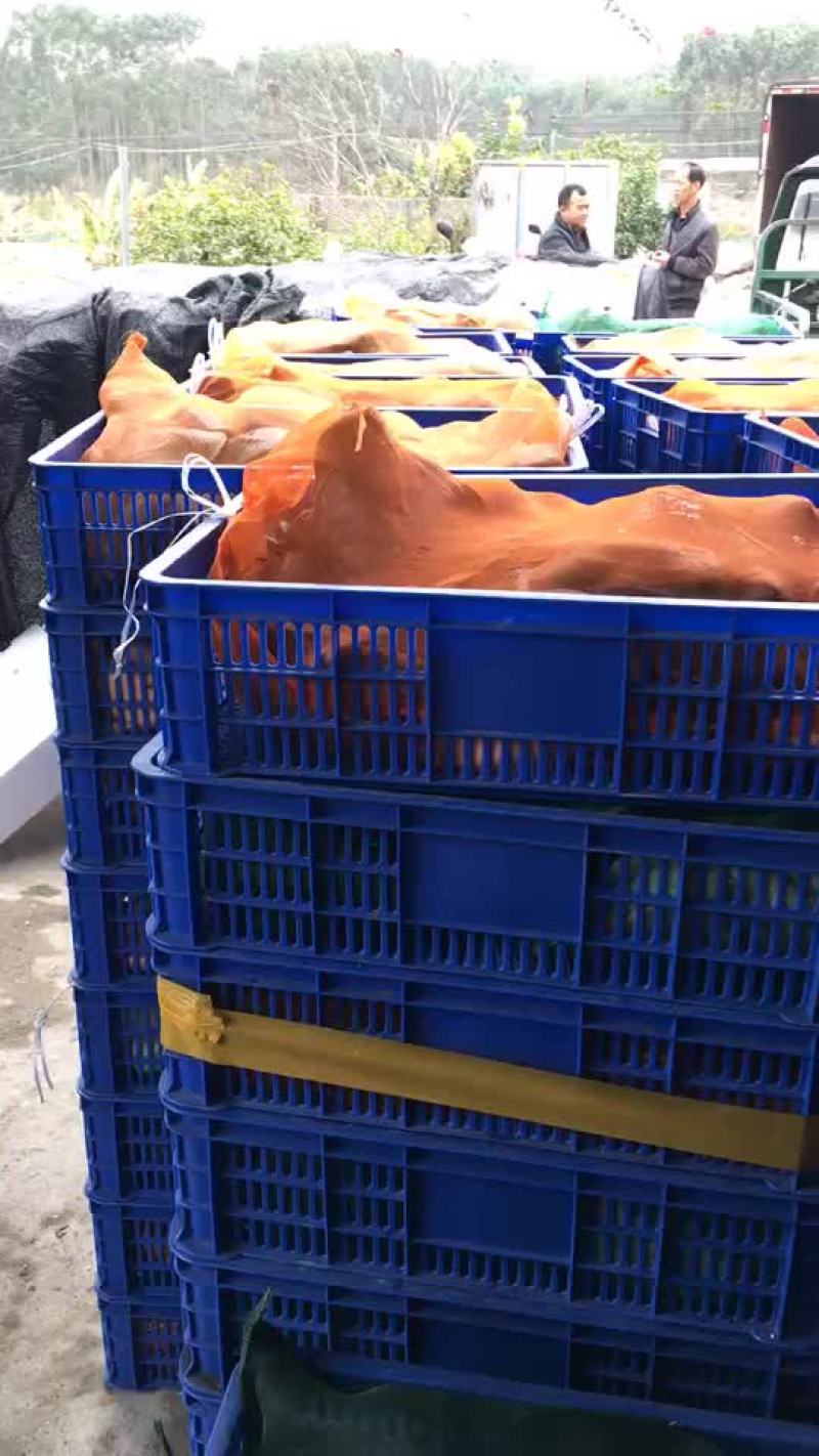 大量批发商品甲鱼